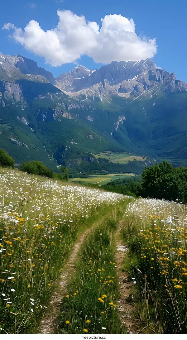 Mountain trail through a field of wildflowers