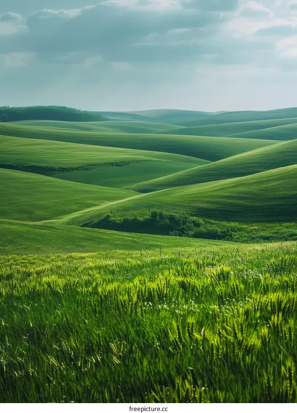 Rolling Green Wheat Field Under Blue Sky