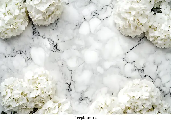 White Hydrangeas On Marble Background