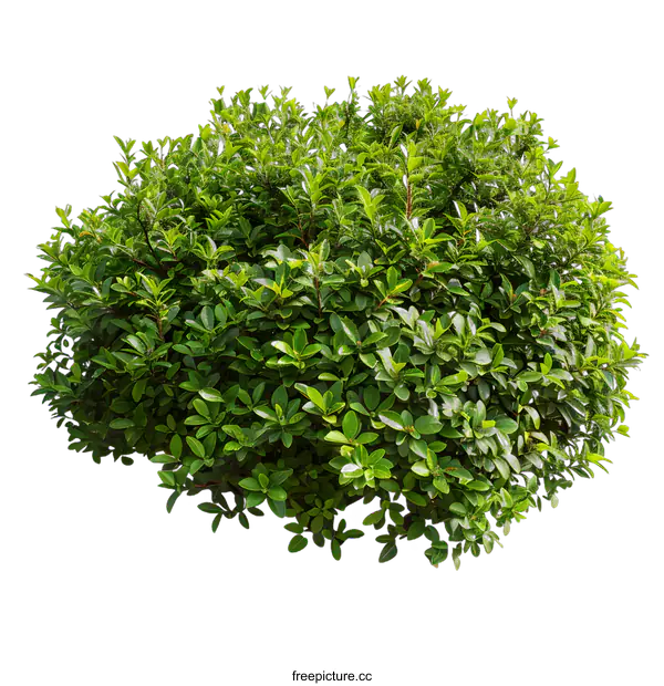 [Transparent Background PNG]Green Bush Isolated on White Background