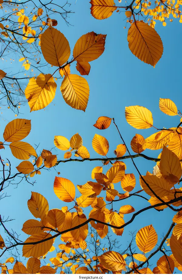 Looking up at the autumn leaves against the blue sky