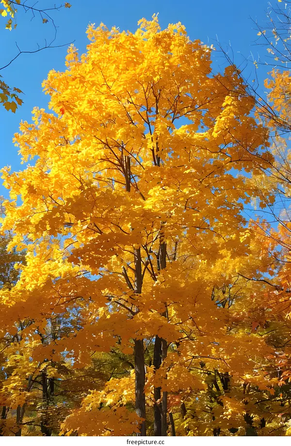 Maple tree in the fall