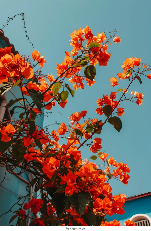 Orange Flowers Against Blue Sky