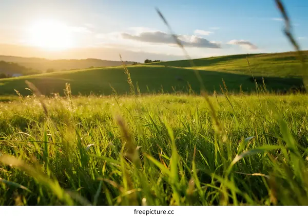 Sunlit green grass field with rolling hills in the background