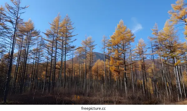 Golden Larch Trees Forest in Autumn Under Blue Sky
