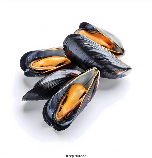 Four opened black mussels on a white background