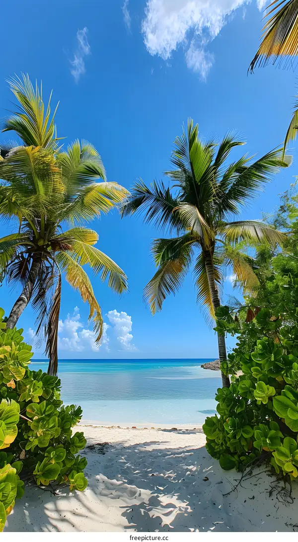 Palm trees on a beach with white sand and blue water