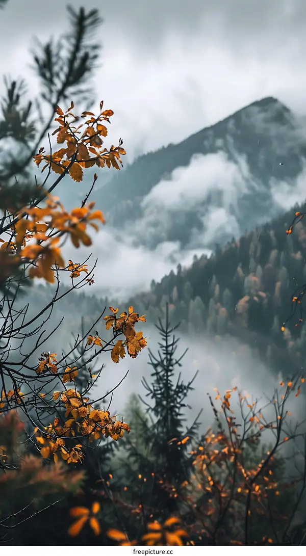 Autumn Leaves Overlooking Misty Mountain