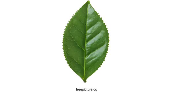 [Transparent Background PNG]Closeup of a Vibrant Green Leaf