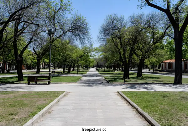 Park Pathway With Trees and Bench