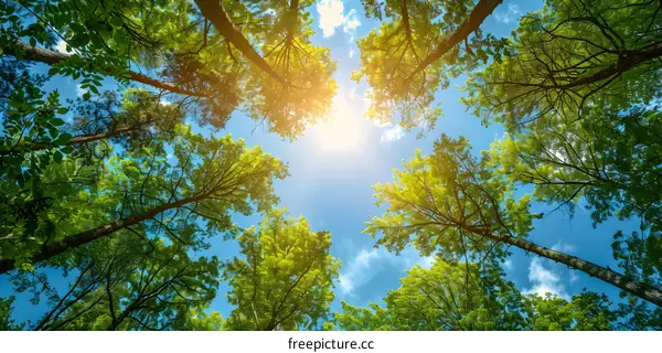 Sun Shining Through Forest Canopy