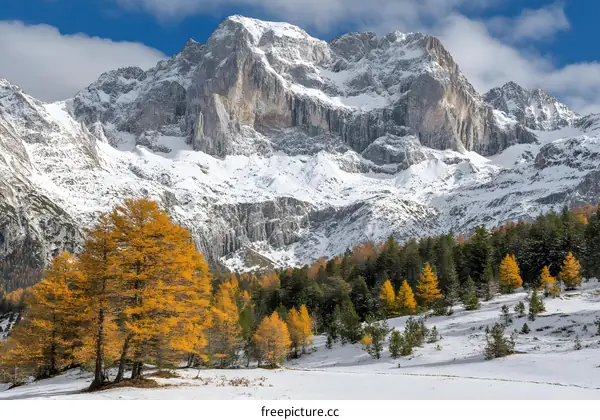 Snowy Mountains with Golden Trees in Autumn