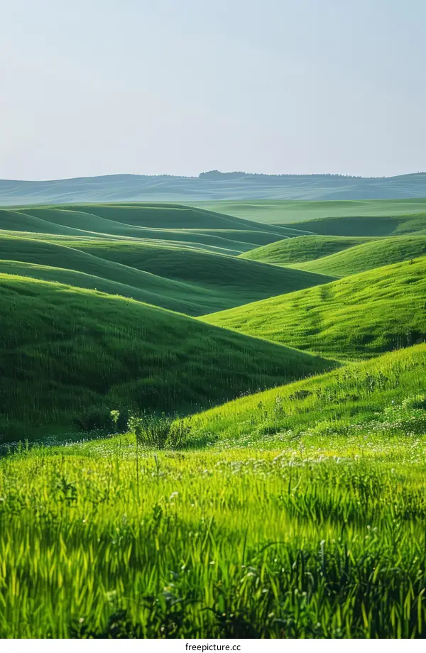 Rolling Green Hills Bathed in Azure Skies