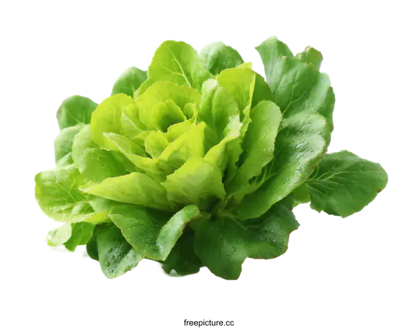 [Transparent Background PNG]Fresh Green Lettuce Head Close-up
