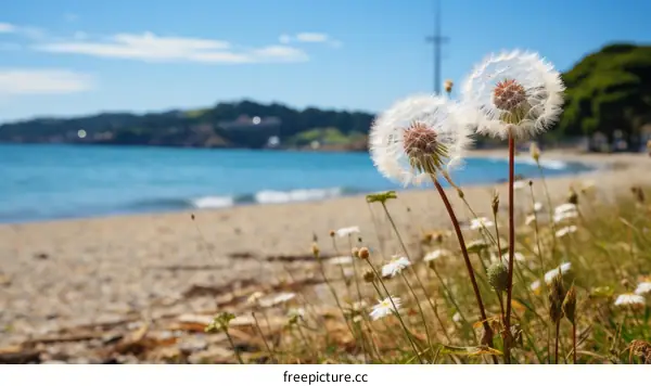 Two Dandelions by the Beach