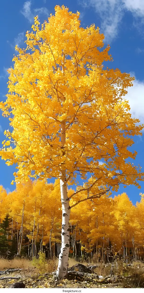Yellow autumn tree with blue sky and white clouds