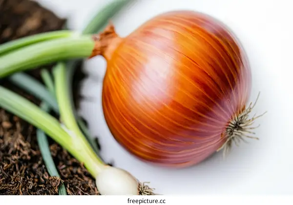 Fresh Organic Onion on Soil