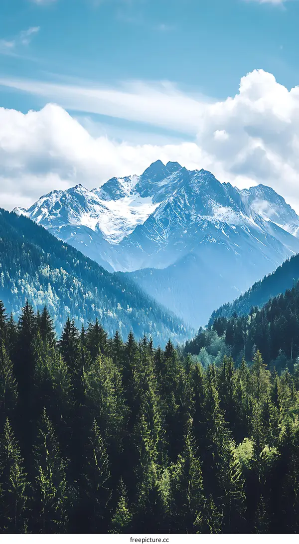 Snowy Mountain Range with Forest in the Foreground