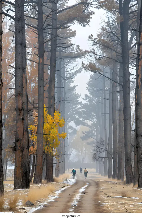 Four Cyclists Riding Through A Foggy Forest Path