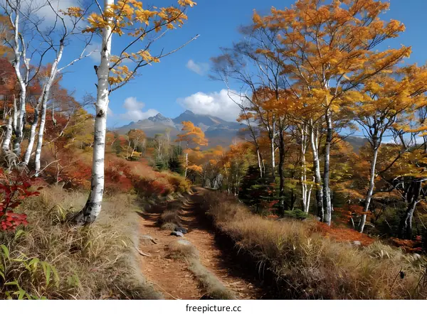 Autumn Trail to the Mountain