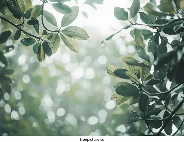 Green Leaves with Bokeh Background