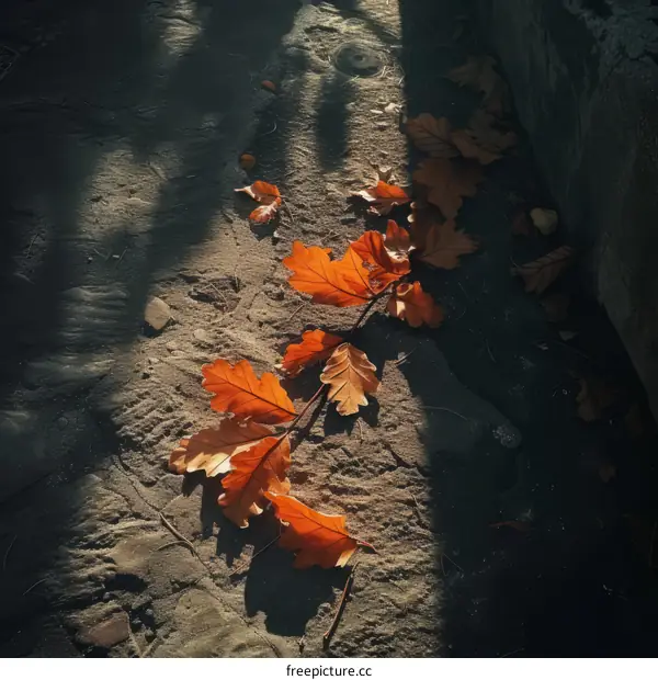 fallen brown oak leaves on the ground illuminated by sunlight