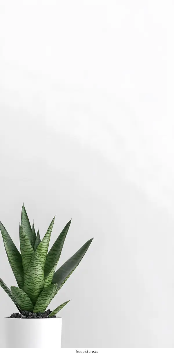 Green Plant in White Pot Minimalist Background