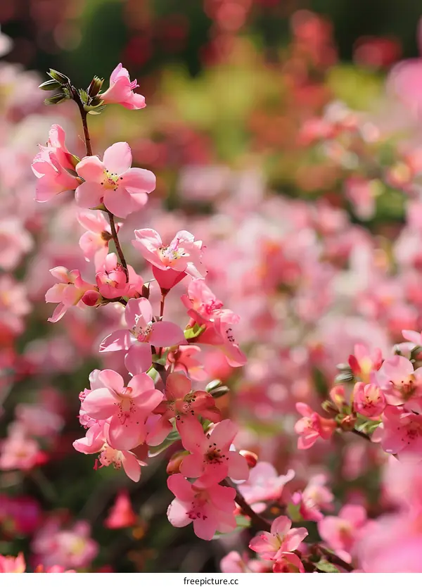 Beautiful Pink Flowers Blooming in Spring