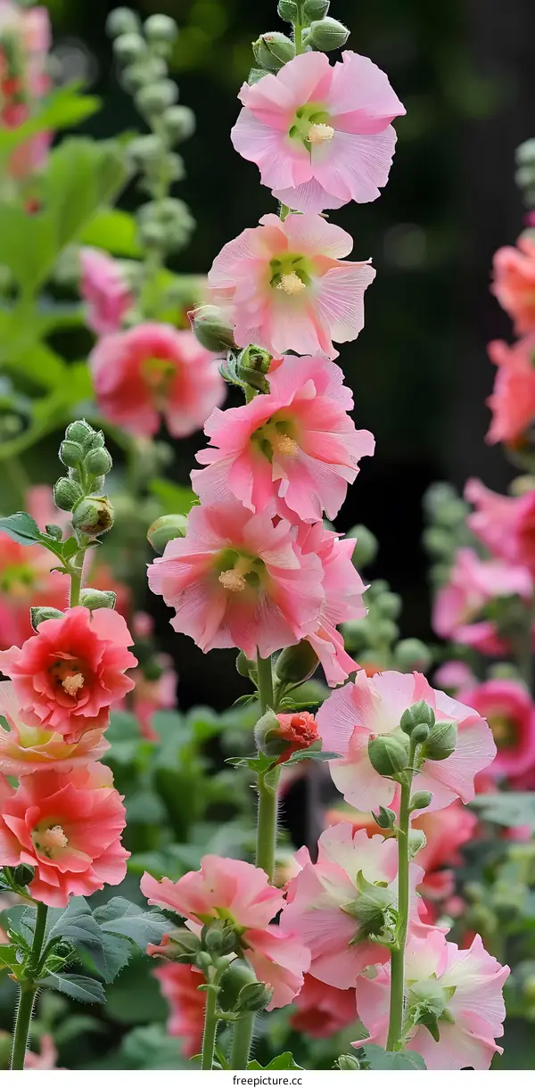 Pink Hollyhock Flowers Blooming In The Garden