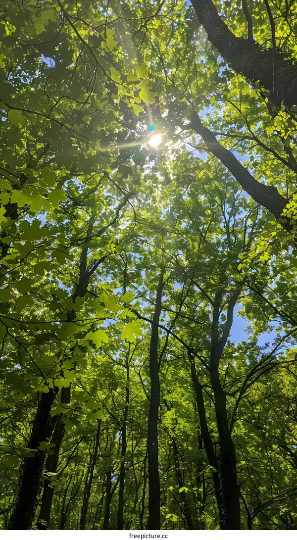 Sunlight shining through the green leaves of tall trees in a lush forest