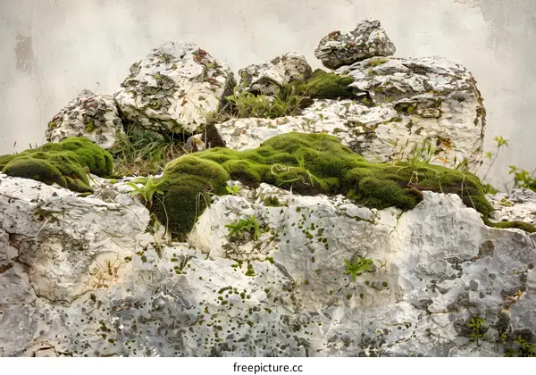 Close Up of Rocks and Moss