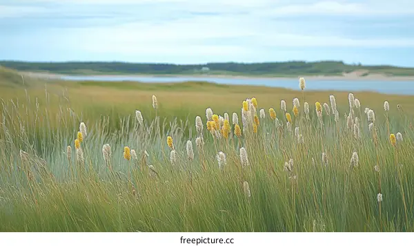 Summer Meadow with Yellow and White Flowers