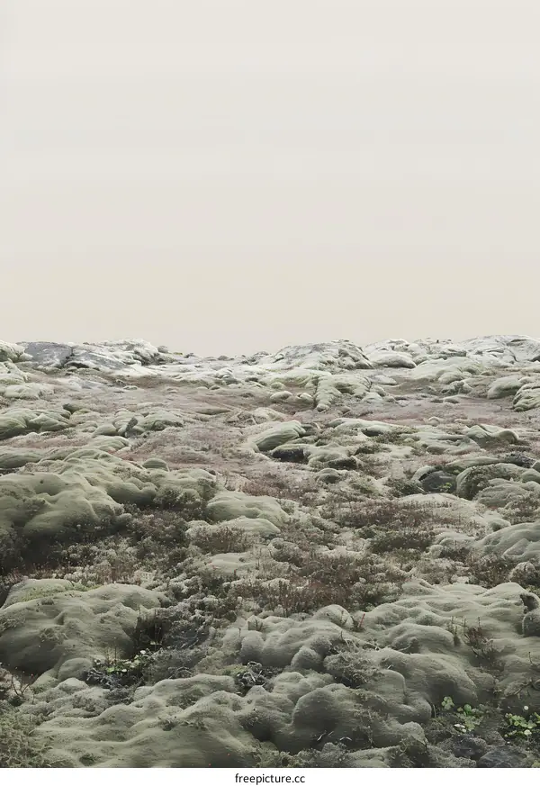 Green Moss Covered Volcanic Landscape in Iceland