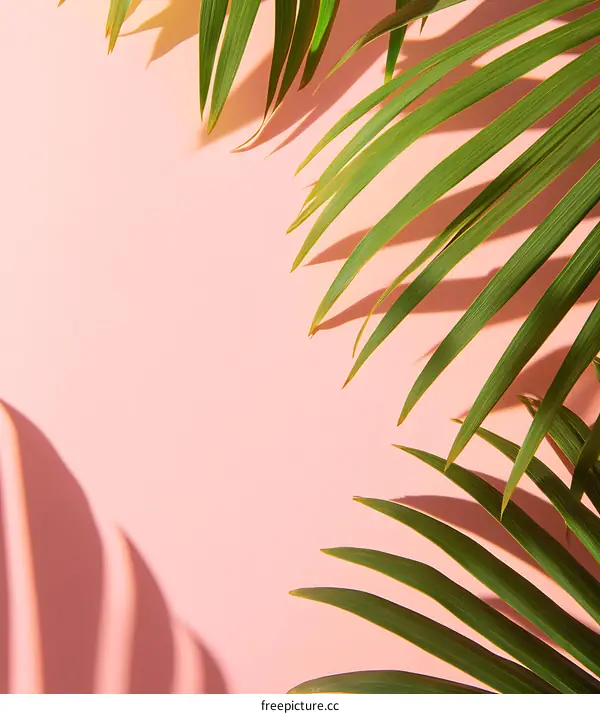 Palm Leaves on Pink Background with Shadow