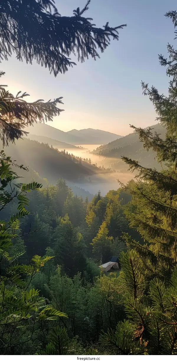 Misty forest valley with a small tent