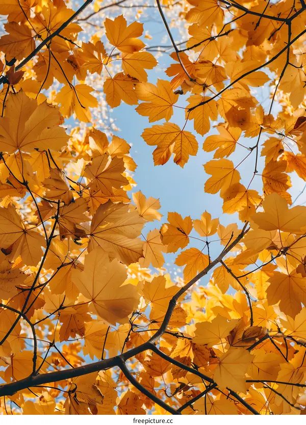 Looking up at the sky through the autumn leaves