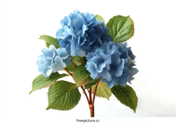 Delicate Light Blue Hydrangea Bouquet