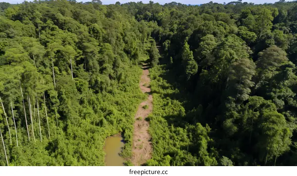 Dirt Road Cutting Through Lush Forest