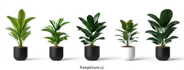 Various Potted Plants Showcase