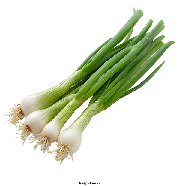 [Transparent Background PNG]Fresh green spring onion bulbs with roots and leaves