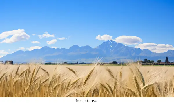 Field of wheat with mountains in the background