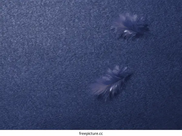 Two Delicate Feathers on a Deep Blue Background
