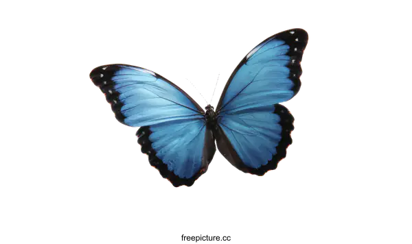 [Transparent Background PNG]Beautiful Blue Morpho Butterfly Isolated on White Background