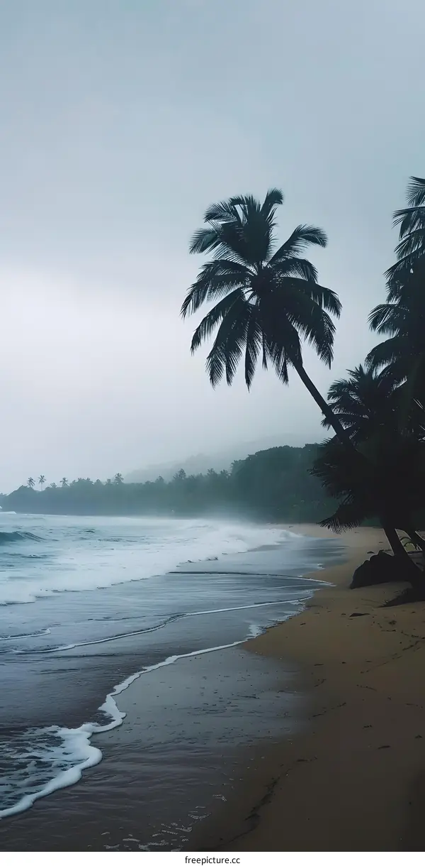 Tropical Beach with Palm Trees and Foggy Sky
