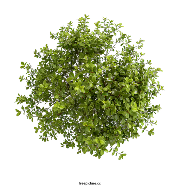 [Transparent Background PNG]Top View of Lush Green Bush with White Background