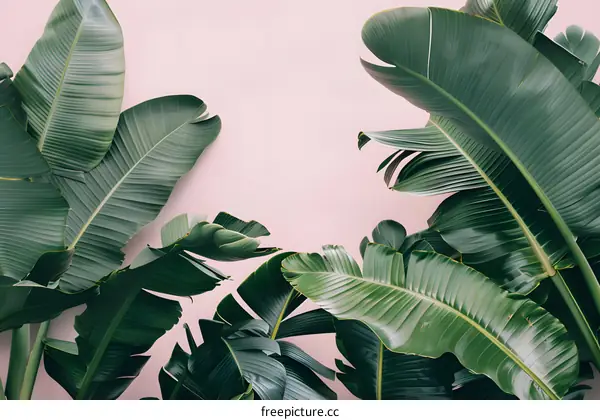 Green Tropical Leaves on Pink Wall Background
