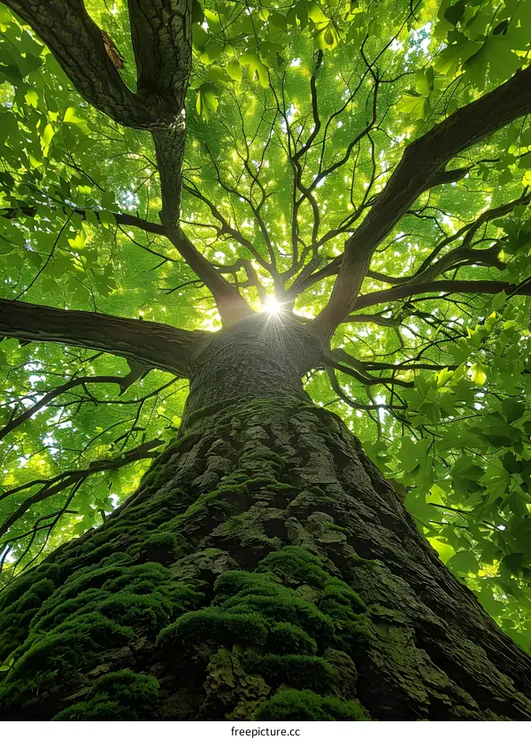 Looking up at the sun through a tree