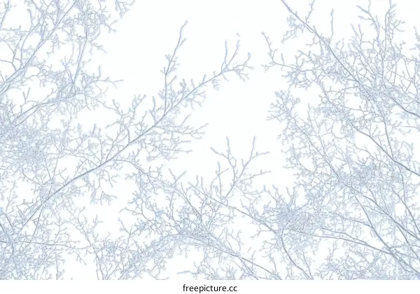 Winter Branches Covered in Ice