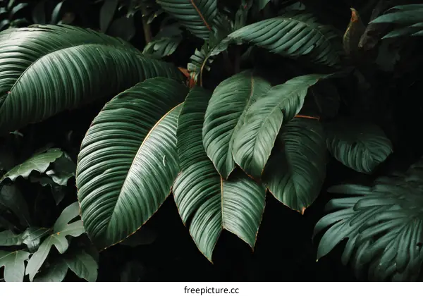 Close-up Lush Tropical Leaves Pattern