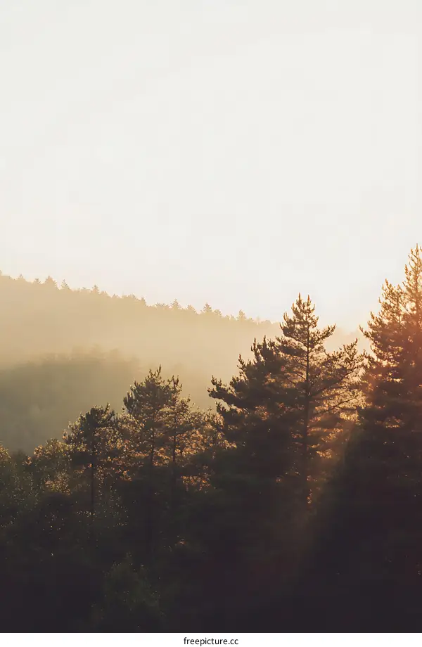 Sunrise Over Forest with Foggy Landscape